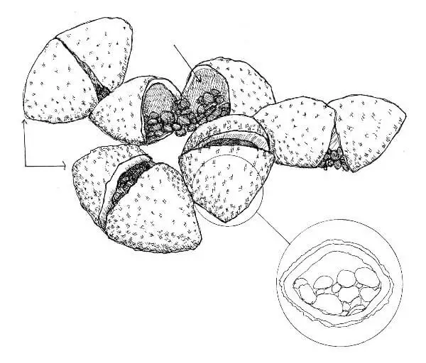 friedricepackets_illo